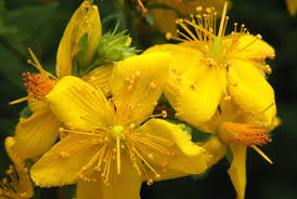 Arzneipflanze 2015 – Johanniskraut