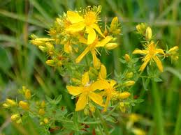 Arzneipflanze 2015 – Johanniskraut 3