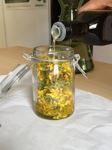 Arzneipflanze 2015 – Johanniskraut 6