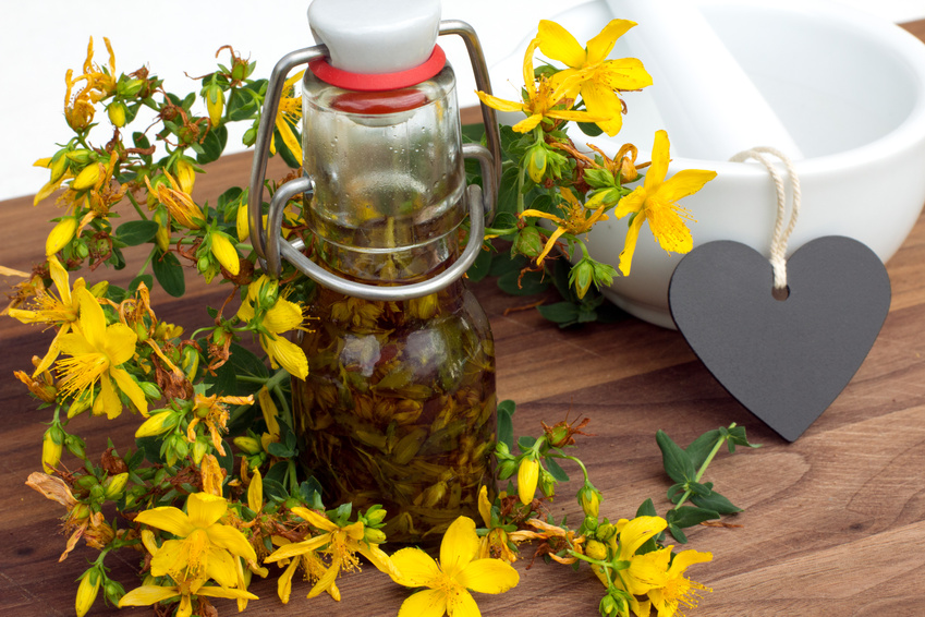 Arzneipflanze 2015 – Johanniskraut 2