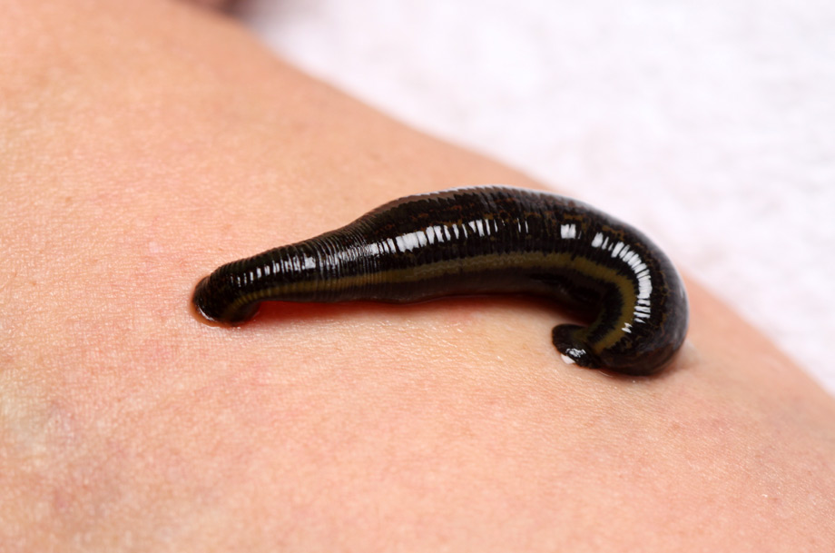 seminar-aschner-ausleitungs-verfahren-health-horizon-wiesbaden